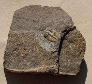 Aulacopleura konincki (BARRANDE, 1846)