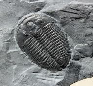 Elrathia kingi (Meek 1870)