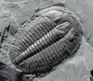 Elrathia kingi (Meek 1870)