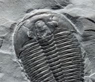 Elrathia kingi (Meek 1870)