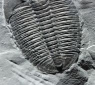 Elrathia kingi (Meek 1870)