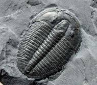 Elrathia kingi (Meek 1870)