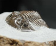 Scabriscutellum hammadi CHATTERTON et al., 2006