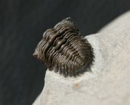 Destombesina ougartensis Morzadec 1997