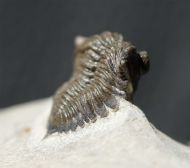 Destombesina ougartensis Morzadec 1997