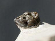 Destombesina ougartensis Morzadec 1997