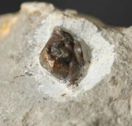 Ceratages  armatus (GOLDFUSS, 1839)
