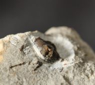 Ceratages  armatus (GOLDFUSS, 1839)