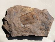 Ellipsocephalus vetustus (POMPECKJ, 1895)