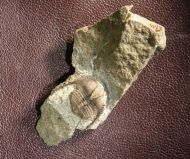 Onnia sp.