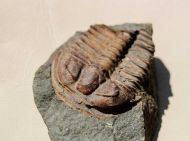 Ptychoparia striata (Emmrich 1839)