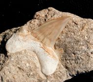 Otodus obliquus AGASSIZ 1843