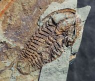 Conocoryphe heberti  (Munier-Chalmas and Bergeron, 1889)