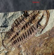 Conocoryphe heberti  (Munier-Chalmas and Bergeron, 1889)