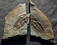 Conocoryphe heberti  (Munier-Chalmas and Bergeron, 1889)