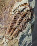 Conocoryphe heberti  (Munier-Chalmas and Bergeron, 1889)