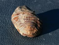Wenndorfia mutabilis (KOCH, 1883)