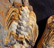 Selenopeltis (Laguedopeltis) gallicus & Prionocheilus sp.