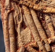 Scyphocrinites elegans (Zenker, 1833)