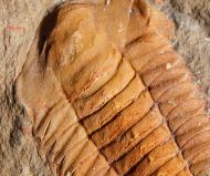 Myopsolenites boutiouiti GEYER 2004