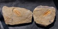 Myopsolenites boutiouiti GEYER 2004