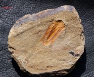 Myopsolenites boutiouiti GEYER 2004
