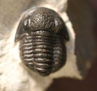 Gerastos tuberculatus (BARRANDE 1846)