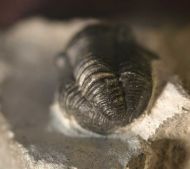 Gerastos tuberculatus (BARRANDE 1846)