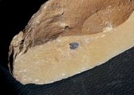 Diademaproetus praecursor  (Alberti, 1969)
