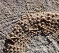 Echinoid with spines