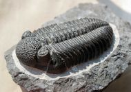 Drotops megalomanicus Struve, 1990
