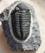 Drotops megalomanicus Struve, 1990