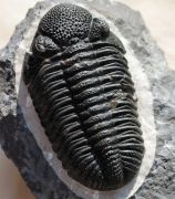 Drotops megalomanicus Struve, 1990