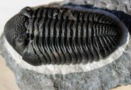 Drotops megalomanicus Struve, 1990