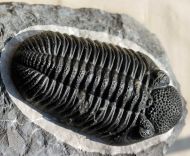 Drotops megalomanicus Struve, 1990