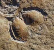 Inoceramus sp.