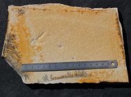 Pycnophlebia sp.