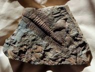 Paradoxides gracilis (BOECK, 1827)