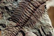 Paradoxides gracilis (BOECK, 1827)