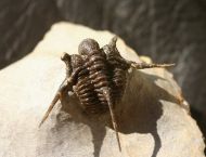 Cyphaspis cf barrandei Hawle et Corda,1847