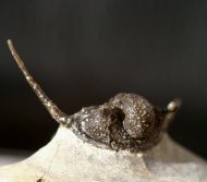Cyphaspis cf barrandei Hawle et Corda,1847