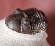 Paralejurus tenuistriatus SCHRAUT 2004