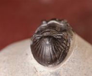 Paralejurus tenuistriatus SCHRAUT 2004