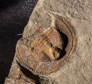 Nankinolithis sp.