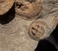 Nankinolithis sp.
