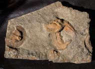 Nankinolithis sp.