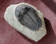 Hollardops mesocristata (LE MAITRE 1952)