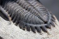 Hollardops mesocristata (LE MAITRE 1952)