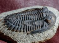 Hollardops mesocristata (LE MAITRE 1952)