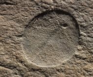 Dickinsonia minima Sprigg 1949 & Palaeopascichnus delicatus Palij, 1976